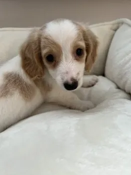 よいしょ 様のお迎えした子犬