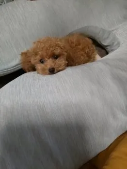 M.M 様のお迎えした子犬