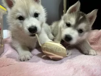 まる 様のお迎えした子犬