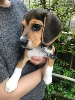 H.Y 様のお迎えした子犬