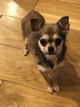 A.H 様のお迎えした子犬