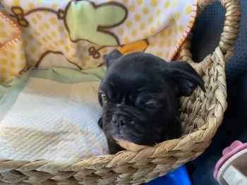 煌洸 様のお迎えした子犬