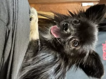 H.H 様のお迎えした子犬