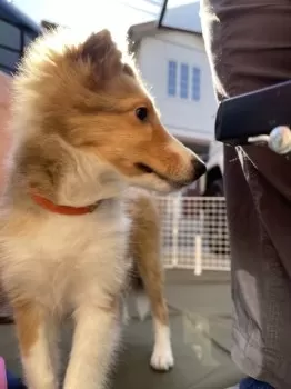 A.T 様のお迎えした子犬