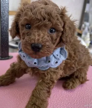 かおりん 様のお迎えした子犬