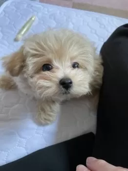 H.A 様のお迎えした子犬