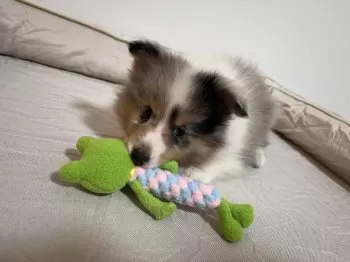 A.H 様のお迎えした子犬