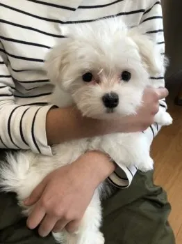もち 様のお迎えした子犬