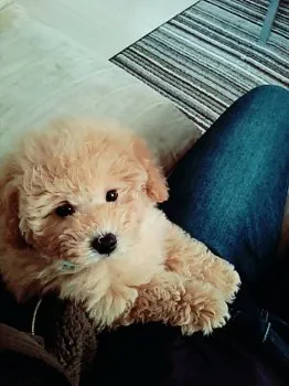 M,N 様のお迎えした子犬