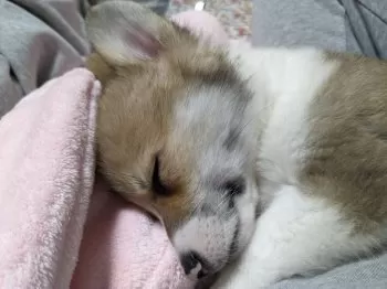 エコちゃん 様のお迎えした子犬