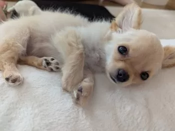 はな 様のお迎えした子犬
