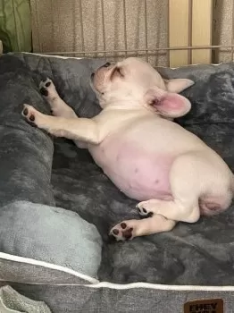 CAMA 様のお迎えした子犬