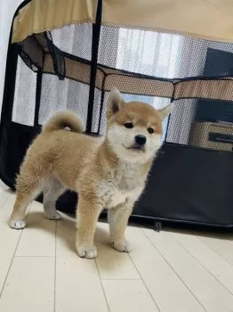かんてん 様のお迎えした子犬