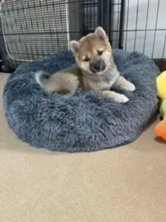 かけさん 様のお迎えした子犬