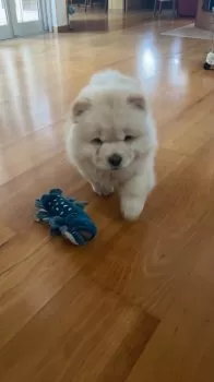 A.H 様のお迎えした子犬