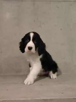 M.Ｉ 様のお迎えした子犬