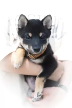 S.H 様のお迎えした子犬