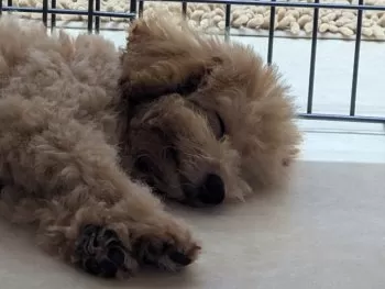 H.S 様のお迎えした子犬