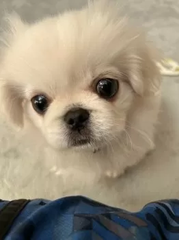 ペキニーズ 様のお迎えした子犬