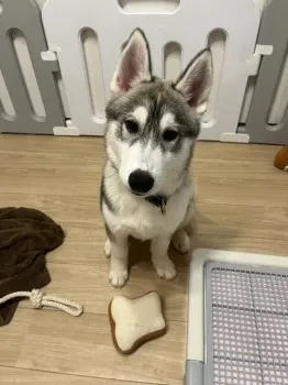 MaiChi 様のお迎えした子犬