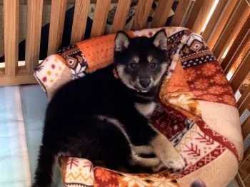 なな 様のお迎えした子犬