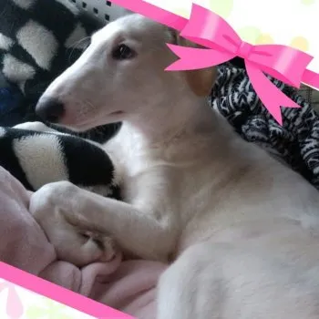 オーブン 様のお迎えした子犬