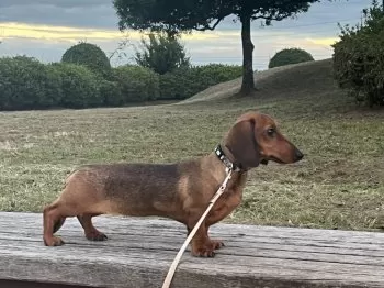 H.F 様のお迎えした子犬