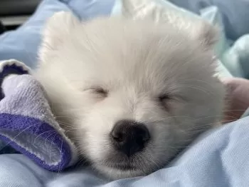 リカ 様のお迎えした子犬