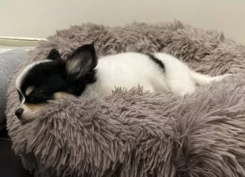 JAM 様のお迎えした子犬