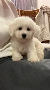 K.T. 様のお迎えした子犬