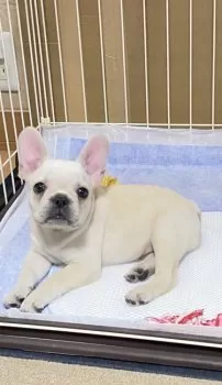 T.M 様のお迎えした子犬