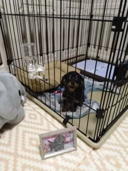 きーちゃん 様のお迎えした子犬