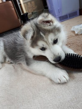 ミックス その他犬種の子犬をお迎えいただいたお客様の声 口コミ 評判 北海道 みんなのブリーダー