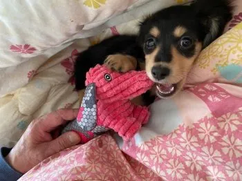 Y.N 様のお迎えした子犬
