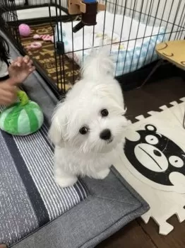 T.M 様のお迎えした子犬