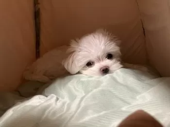N.N 様のお迎えした子犬