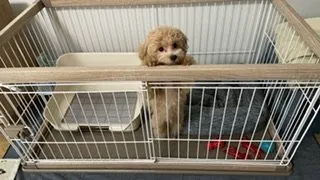 A.O 様のお迎えした子犬