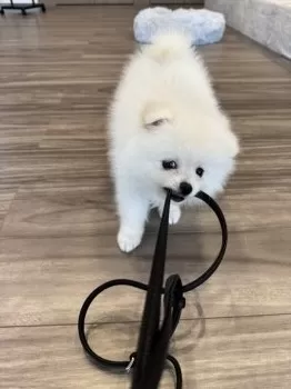めし 様のお迎えした子犬