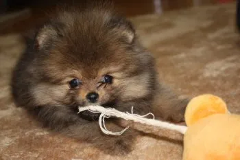 emi 様のお迎えした子犬