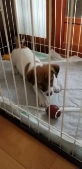 トミさん 様のお迎えした子犬