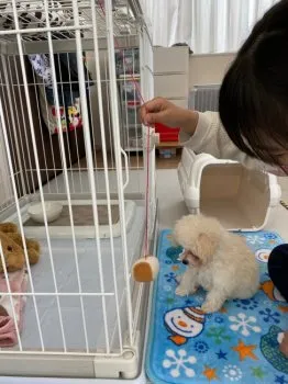 モアちゃんパパ 様のお迎えした子犬