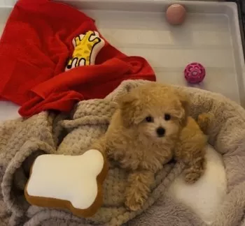 ぽぽと一緒 様のお迎えした子犬