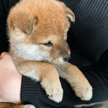 M.W 様のお迎えした子犬