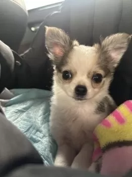 Y.M 様のお迎えした子犬