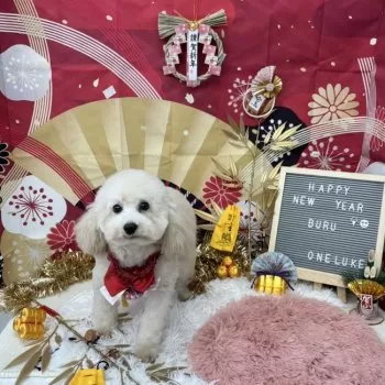 Y.I 様のお迎えした子犬