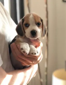 Ｉ.Ｉ 様のお迎えした子犬