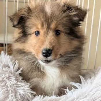 けんとん 様のお迎えした子犬