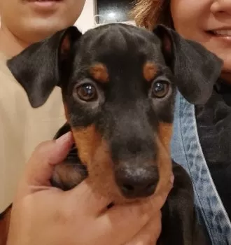 S.H 様のお迎えした子犬