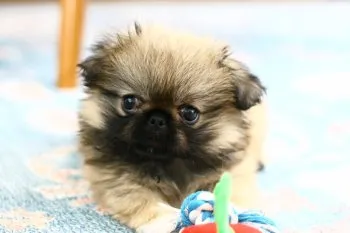 もぐママ 様のお迎えした子犬