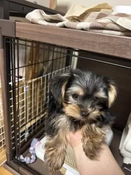 H.N 様のお迎えした子犬